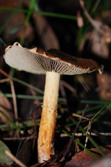 Stropharia formosa