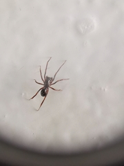 Oedignatha scrobiculata