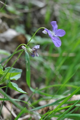 Viola elatior