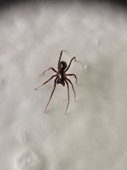 Oedignatha scrobiculata