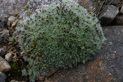 Myosotis pulvinaris