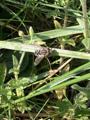 Anasimyia anausis