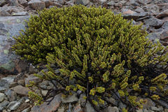 Veronica buchananii