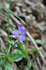 Viola elatior
