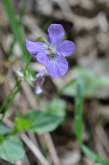 Viola elatior