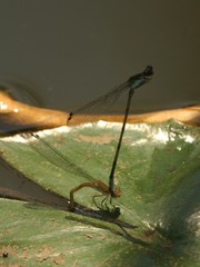 Pseudagrion commoniae