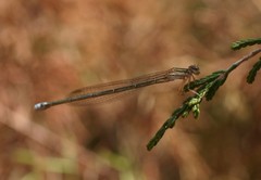 Pseudagrion salisburyense