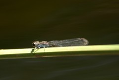 Pseudagrion commoniae