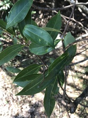 Cryptocarya chinensis