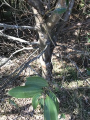 Cryptocarya chinensis