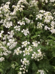 Anthriscus sylvestris