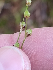 Luzula forsteri