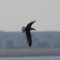 Larus fuscus barabensis