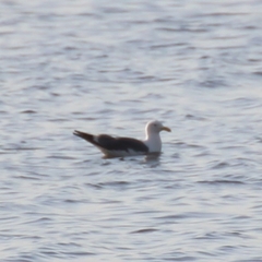 Larus fuscus barabensis