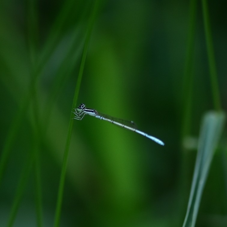 White dartlet