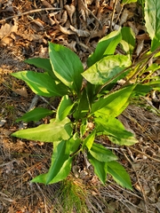 Solidago arguta harrisii