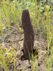 Cynomorium coccineum