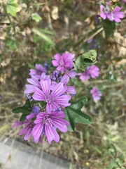 Malva sylvestris