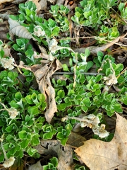 Antennaria virginica