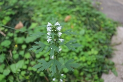 Leonurus sibiricus albiflorus