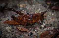 Tropidostethus angusticollis