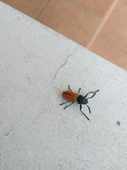 Labidostomis taxicornis