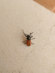 Labidostomis taxicornis
