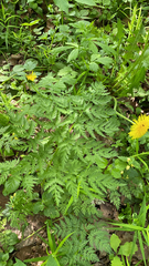 Anthriscus sylvestris