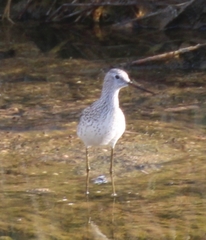 Tringa stagnatilis