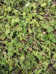 Ranunculus parviflorus