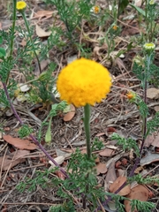 Anacyclus valentinus