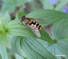 Syrphus ribesii