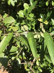 Helicteres angustifolia