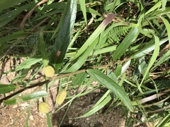 Helicteres angustifolia