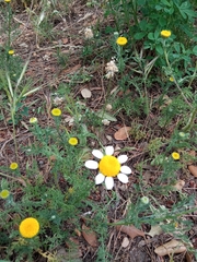 Anacyclus valentinus