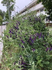 Vicia villosa