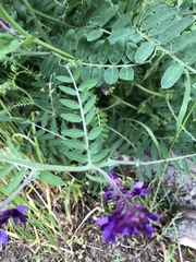 Vicia villosa