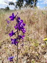 Delphinium pentagynum