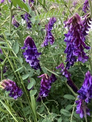 Vicia villosa
