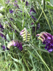 Vicia villosa