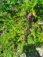 Genista pilosa
