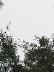 Psittacula alexandri