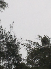 Psittacula alexandri