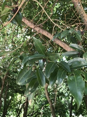 Cinnamomum burmanni