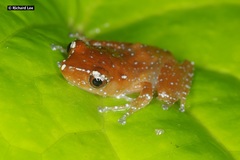 Nyctixalus pictus
