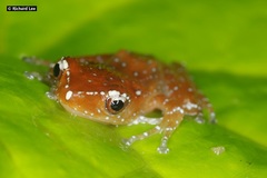 Nyctixalus pictus