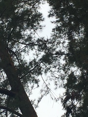 Psittacula alexandri