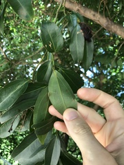 Cinnamomum burmanni