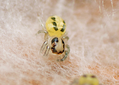 Mopsolodes australensis