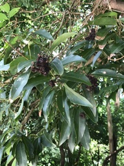 Cinnamomum burmanni